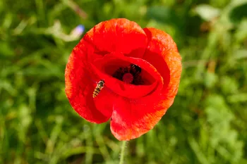 Poppy hover fly.jpg